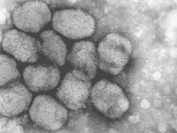 Smallpox EM